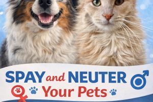 February is Spay Neuter Awareness Month (aka Beat the Heat Month)
